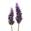 Fresh Lavender